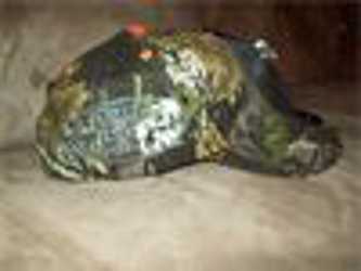 COONHUNTERS Full Camo Soft Cap with clip