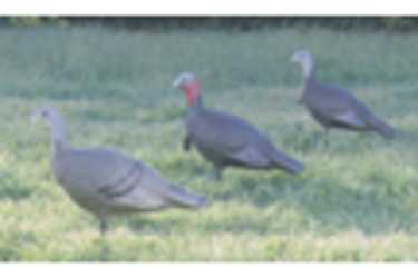 FLAMBEAU THE LOVE TRIANGLE